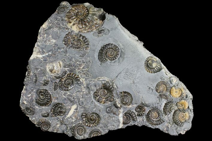 Ammonite (Promicroceras) Cluster - Marston Magna, England #177073